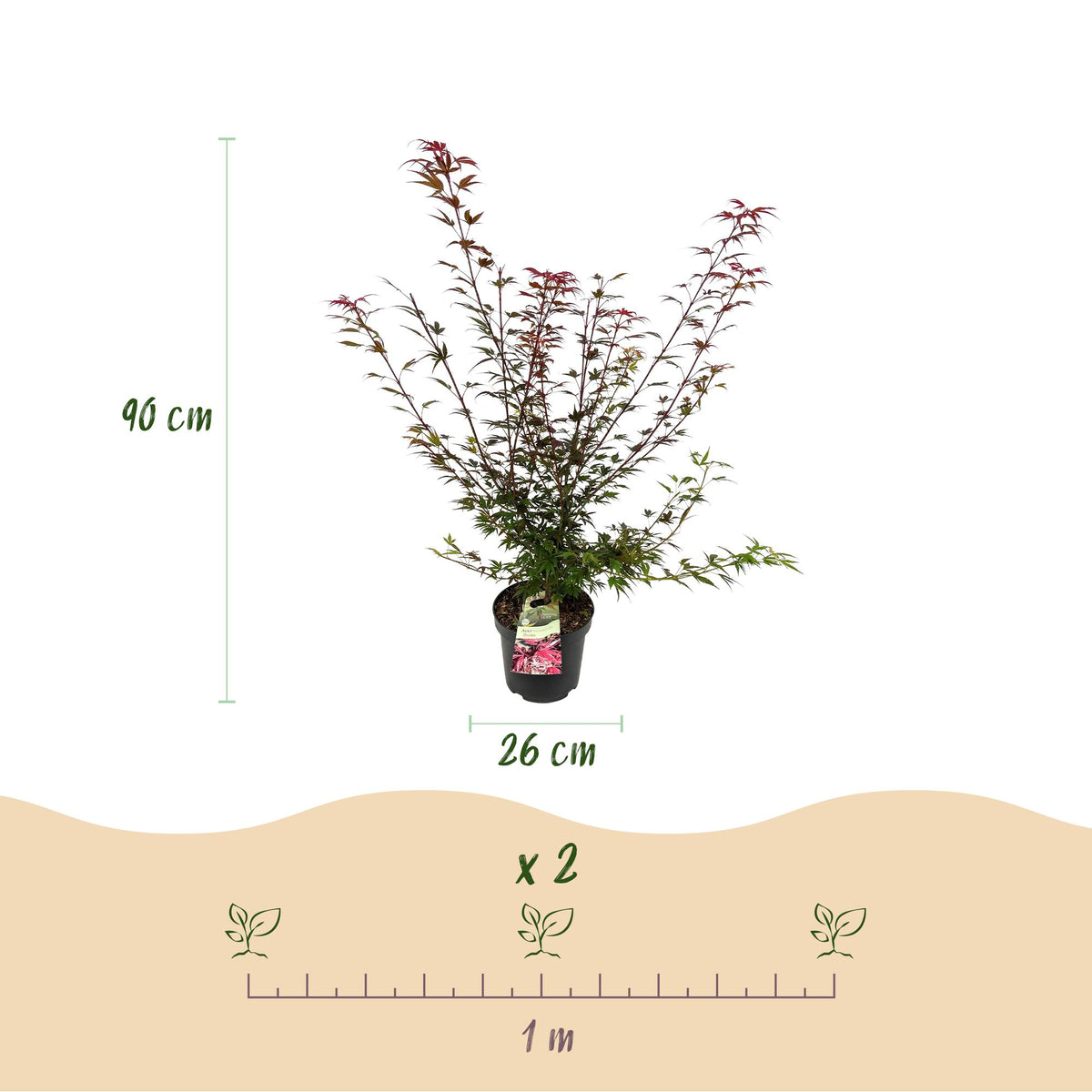 Japanischer Ahorn 'Shaina' – Acer palmatum 'Shaina' – Topf Ø26cm – Höhe 90cm – Ansicht 3