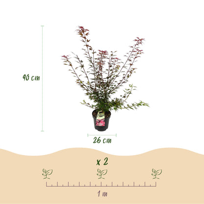 Japanischer Ahorn 'Shaina' – Acer palmatum 'Shaina' – Topf Ø26cm – Höhe 90cm – Ansicht 3