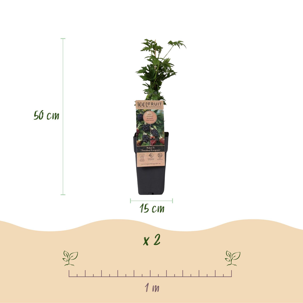 Green boutiQ - Fruit Plant - Rubus fruticosus Thornless Evergreen - Blackberry Plant - Thornless - Black Raspberry - 2 Plants - Pot 15cm - Height 50cm 