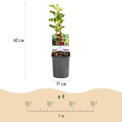 Stachelbeere - Ribes uva-crispa Hinnomäki Rot - Obstpflanze - Rote Beere - 2 Pflanzen - Topf 11cm Höhe 40cm 