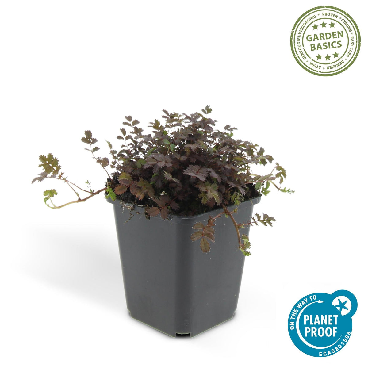 Acaena microphylla 'Kupferteppich' – Bodendecker Ø9cm – Höhe 10-25cm – Flachwachsende, pflegeleichte Pflanze – Für Garten, Steingarten & Wege – 24 Pflanzen 
