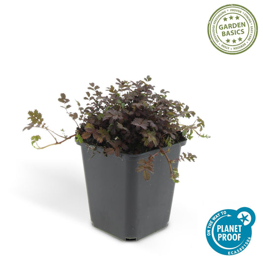 Acaena microphylla 'Kupferteppich' – Bodendecker Ø9cm – Höhe 10-25cm – Flachwachsende, pflegeleichte Pflanze – Für Garten, Steingarten & Wege – 24 Pflanzen 