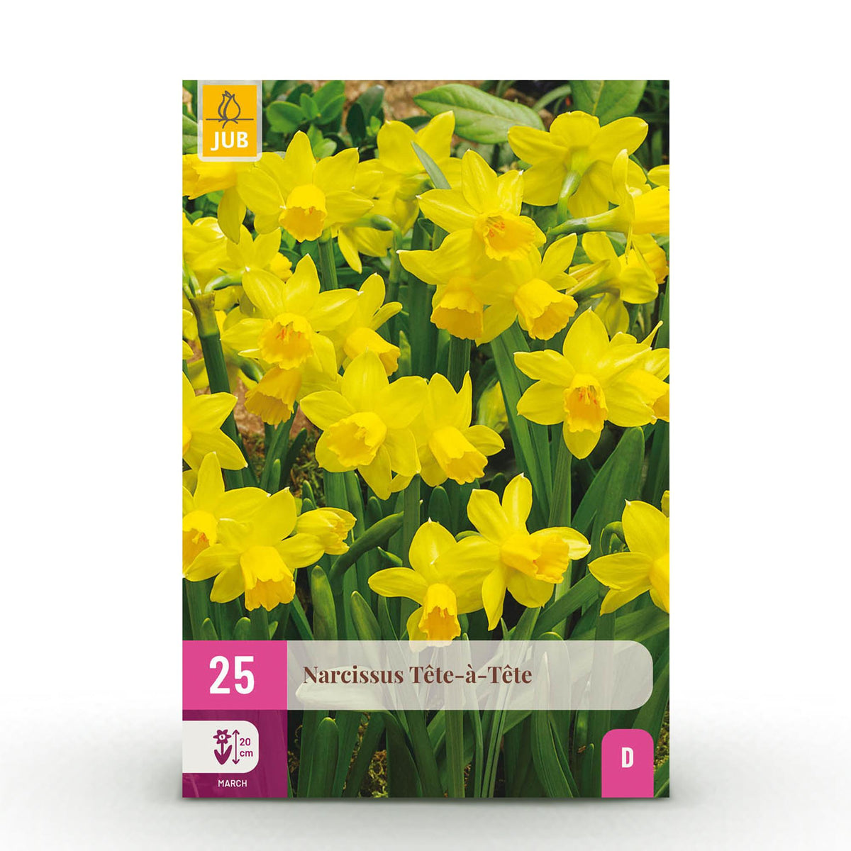 GreenboutiQ - Blumenzwiebeln - Narzisse Tete-A-Tete - Farbe Gelb - 25 Stück - Zwiebelgröße 10/11 - XXL Pack 