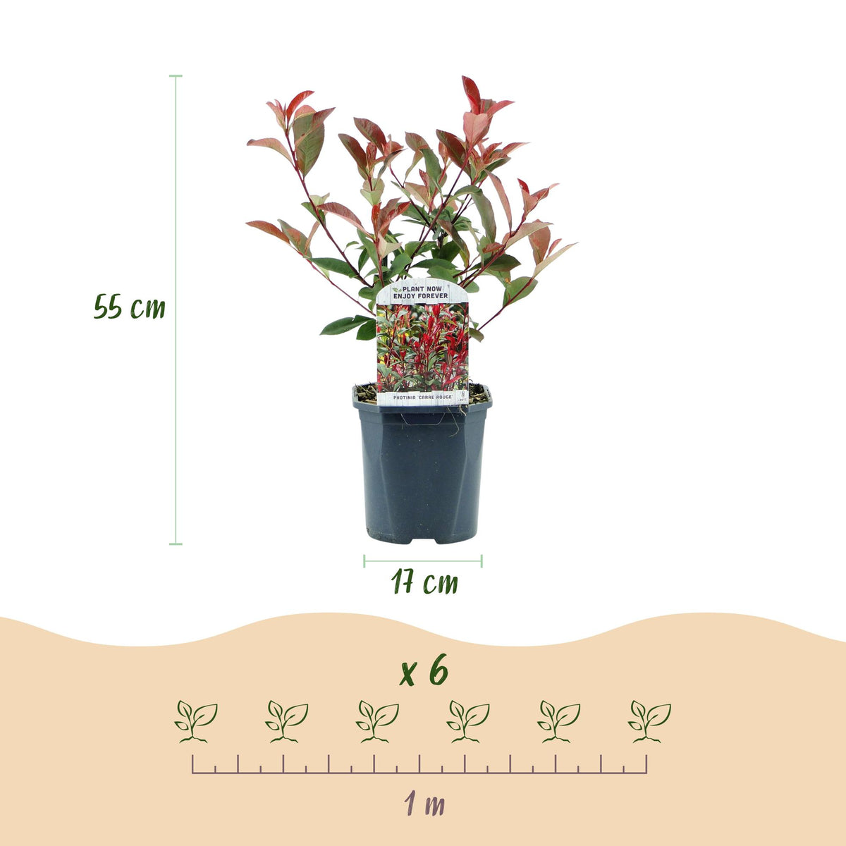 Green boutiQ - Haagplanten - Photinia fraseri Carre Rouge - groen rood  - 6 planten - 1 strekkende meter - groenblijvend - pot 17cm hoogte 55cm 
