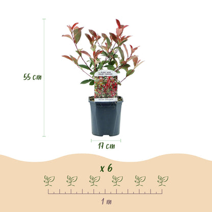 Green boutiQ - Haagplanten - Photinia fraseri Carre Rouge - groen rood  - 6 planten - 1 strekkende meter - groenblijvend - pot 17cm hoogte 55cm 