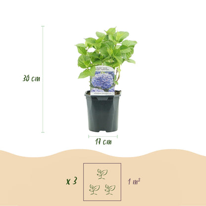 Hortensie Hydrangea macrophylla Blau – Blütezeit Juni bis September – Ø17cm – ↕30cm – Laubabwerfende Gartenpflanze – Pflegeleicht & winterhart 