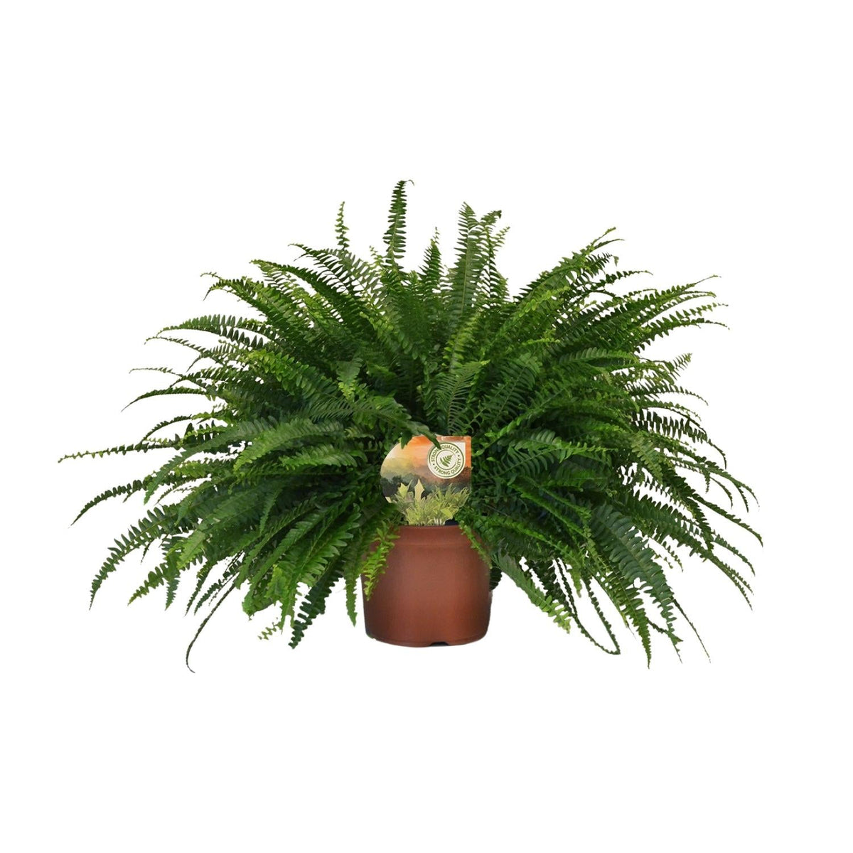 Nephrolepis 'Green Lady' – Bostonfarn Zimmerpflanze – Ø19cm – ca. 60cm hoch – Luftreinigend & pflegeleicht – Für halbschattige Innenräume & feuchte Standorte 