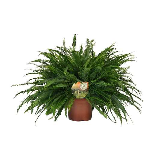 Nephrolepis 'Green Lady' – Bostonfarn Zimmerpflanze – Ø19cm – ca. 60cm hoch – Luftreinigend & pflegeleicht – Für halbschattige Innenräume & feuchte Standorte 