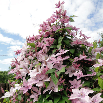 Kletterpflanze Clematis Hagley Hybrid – Rosa Blüten – Wenig Pflege – 2 Pflanzen – 11 cm Höhe 40 cm – Für Garten, Balkon & Pergolen 