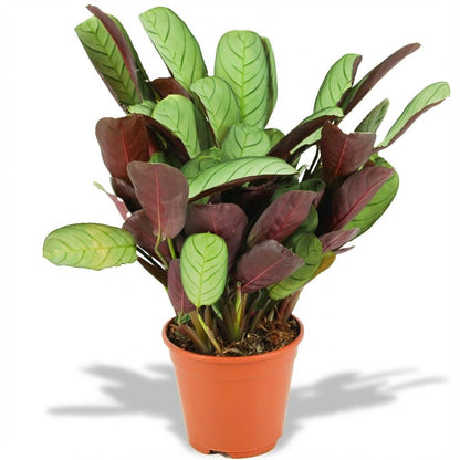 Korbmarante Ctenanthe Amagris Ø14cm Höhe 35–40cm – Gebetspflanze mit grau-grünen Blättern & violetter Unterseite – Elegante Zimmerpflanze für Wohnraum & Büro 