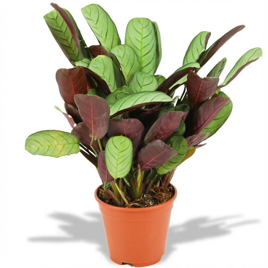 Korbmarante Ctenanthe Amagris Ø14cm Höhe 35–40cm – Gebetspflanze mit grau-grünen Blättern & violetter Unterseite – Elegante Zimmerpflanze für Wohnraum & Büro 