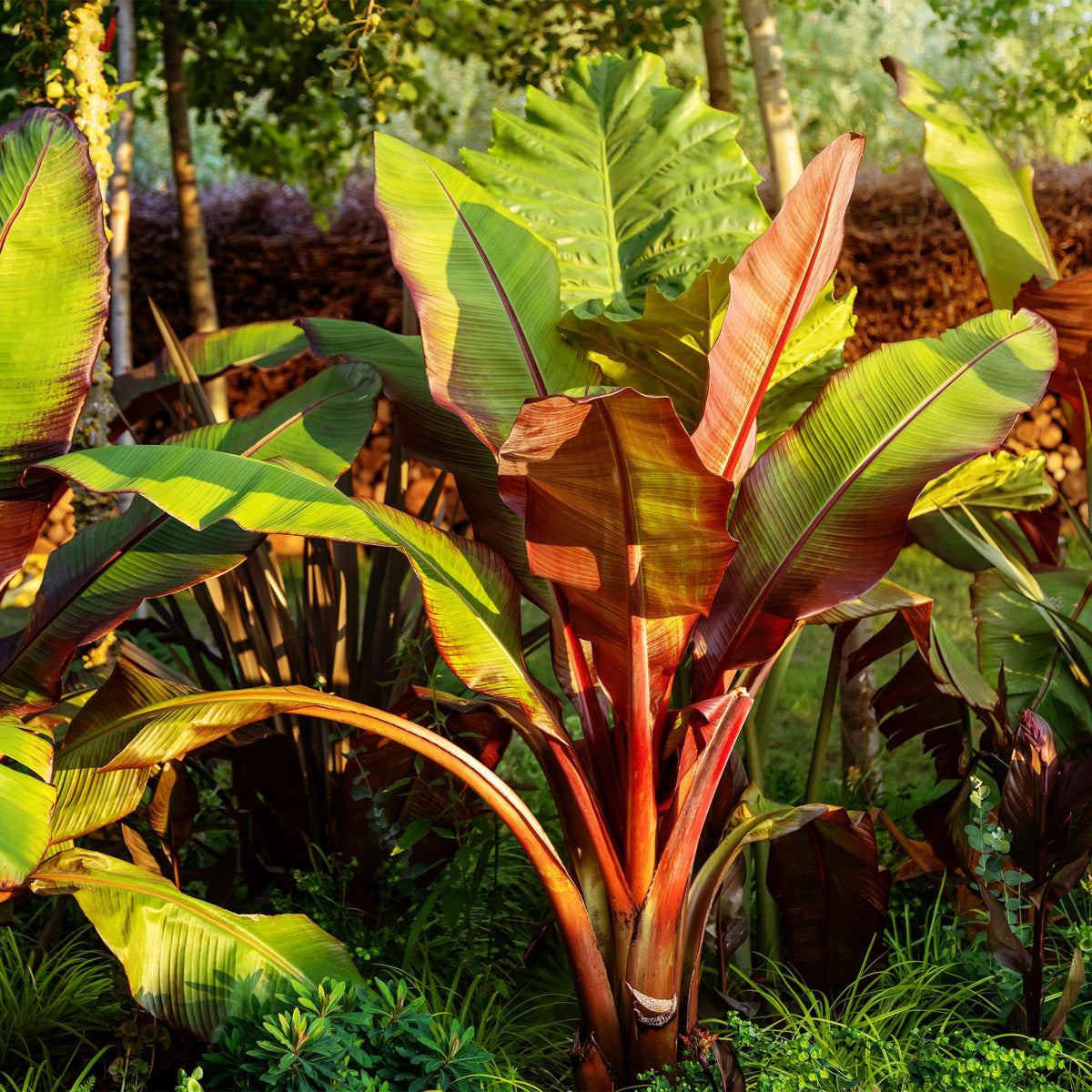 Bananenpflanze Ensete ventricosum Maurelli – Winterhart – Obstpflanze – Ø12cm – Höhe ca. 30cm – Ansicht 13