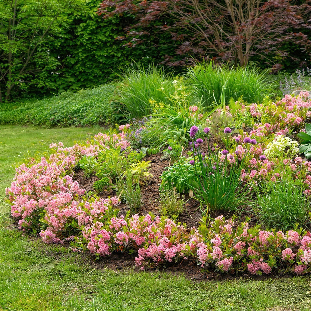 Green boutiQ - Zwerg-Rhododendron - Rhododendron Bloombux Magenta - Blühende Buxus - Wenig Pflege - Rosa Blüte - 2 Pflanzen - Topf 23cm - Höhe 45-55cm 