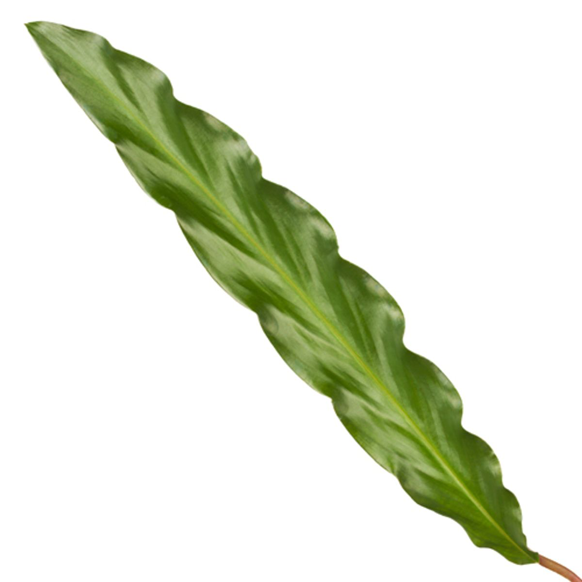 Calathea Elgergrass – Korbmarante – Zimmerpflanze 35cm hoch – Ø12cm – Schmale gewellte Blätter – Pflegeleicht & luftreinigend – Ideal für Bad, Küche & Wohnraum 