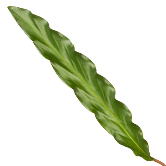 Calathea Elgergrass – Korbmarante – Zimmerpflanze 35cm hoch – Ø12cm – Schmale gewellte Blätter – Pflegeleicht & luftreinigend – Ideal für Bad, Küche & Wohnraum 