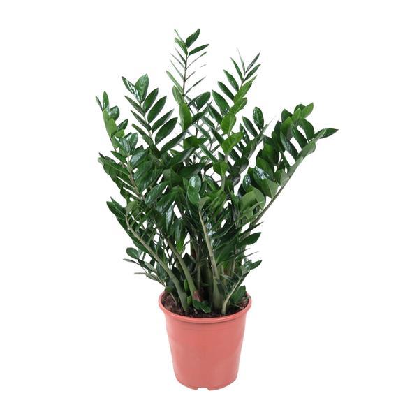 Zamioculcas Glücksfeder – 100cm – Große pflegeleichte Zimmerpflanze Ø21–24cm – Robuste Grünpflanze für Wohnzimmer, Büro & moderne Innenräume – Luftreinigend & dekorativ 