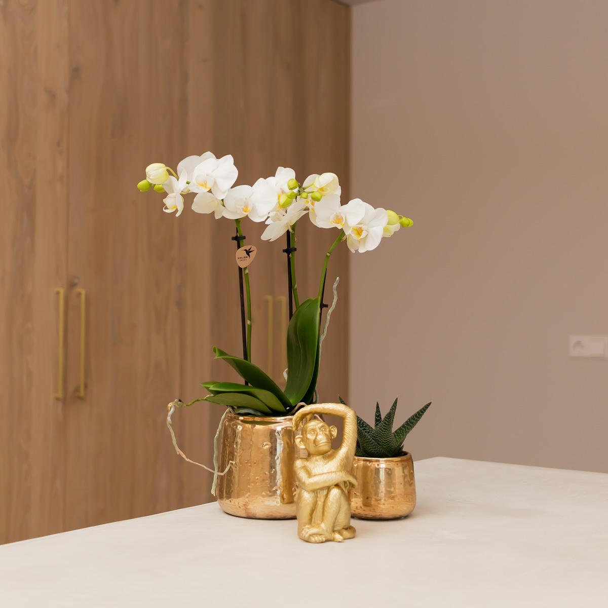 Weiße Phalaenopsis Orchidee Amabilis – Luxuriöser Ziertopf Gold Ø9cm – 40 cm hohe blühende Zimmerpflanze – Frisch vom Züchter 