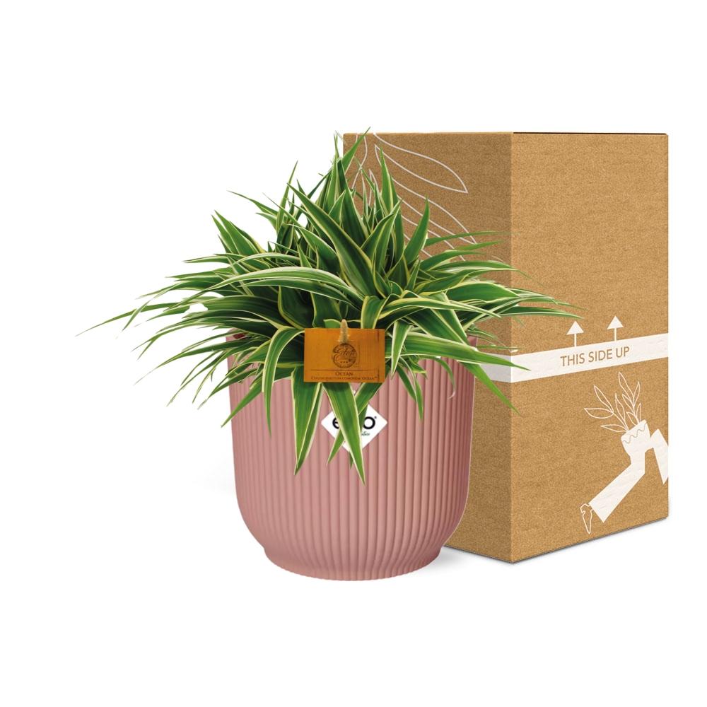 Grünlilie - Chlorophytum Ocean - Zimmerpflanze - 15cm in TopfVibes Fold 16cm Delicate pink 