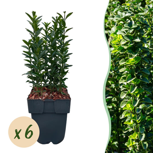 Japanischer Spindelstrauch Euonymus japonicus Green Spire – Heckenpflanze – Blatt Grün – 6 Pflanzen – 1  Meter – Immergrün – 17 cm Höhe 40 cm – Pflegeleicht & Sonnentolerant 