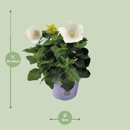 Ballonblume – Platycodon White – Zimmerpflanze – Ø12cm – ↕22cm – Weiße Blüte mit ballonförmiger Knospe – Pflegeleicht & dekorativ – Für Innen- & Außenbereiche 