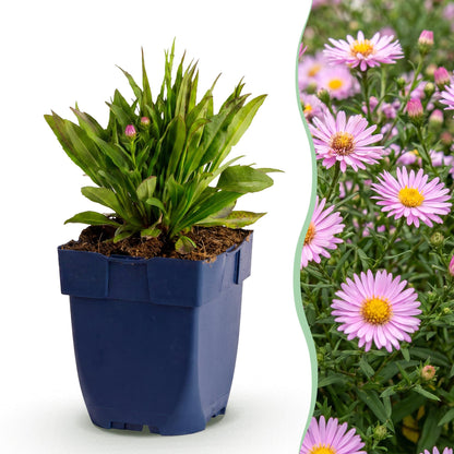 Kissenaster 'Wood's Pink' – Aster dumosus 'Wood's Pink' – Topf Ø11cm