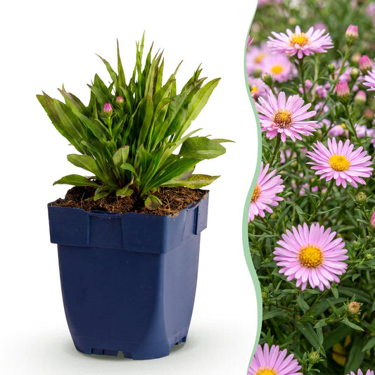 Kissenaster 'Wood's Pink' – Aster dumosus 'Wood's Pink' – Topf Ø11cm