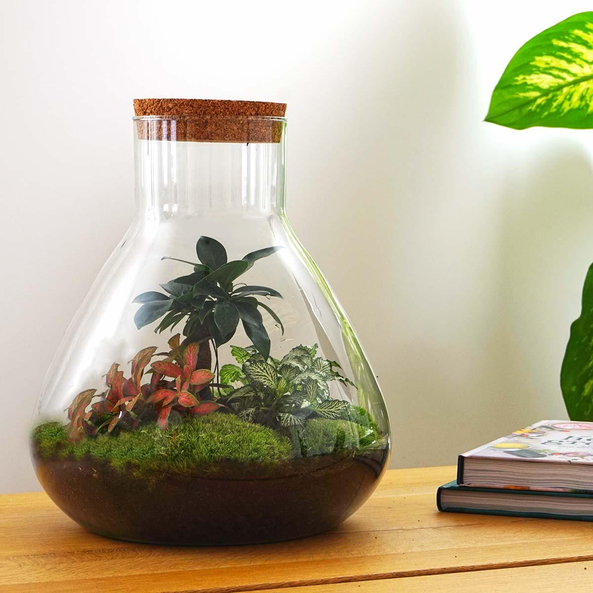 Flaschengarten Terrarium Sam XL Bonsai – DIY Bausatz – 35cm Hoch – Ø30cm – Selbstgebautes Mini-Ökosystem mit Ficus-Ginseng-Bonsai & Fittonia – Komplett-Set für Anfänger & Naturfreunde 