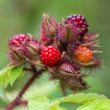 Green boutiQ - Fruit Plant - Rubus phoenicolasius - Japanese Wine Berry - Hardy - Bright Red Raspberry - 2 Plants - Pot 15cm - Height 50cm 