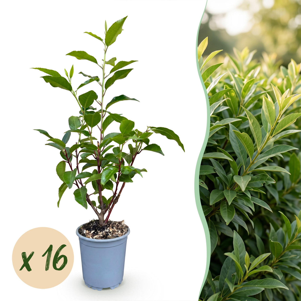 Portugiesischer Lorbeer 'Angustifolia' – Prunus lusitanica 'Angustifolia' – 16 Heckenpflanzen – Topf Ø9cm