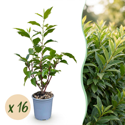 Portugiesischer Lorbeer 'Angustifolia' – Prunus lusitanica 'Angustifolia' – 16 Heckenpflanzen – Topf Ø9cm