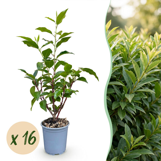 Portugiesischer Lorbeer 'Angustifolia' – Prunus lusitanica 'Angustifolia' – 16 Heckenpflanzen – Topf Ø9cm