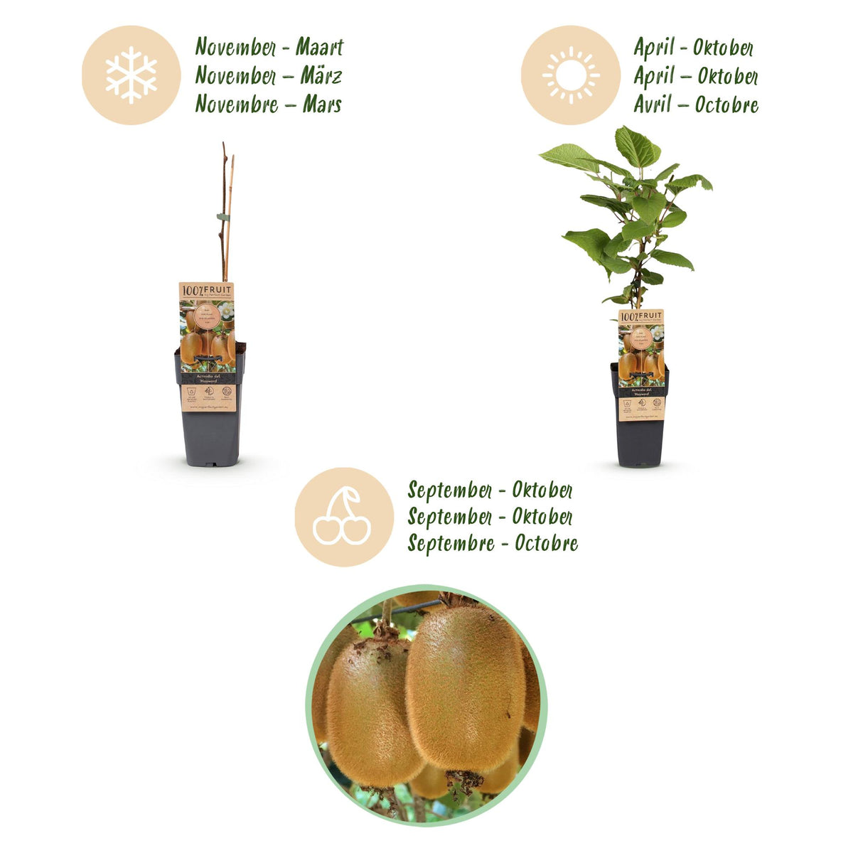 Green boutiQ - Fruit Plant - Actinidia Weiki & Hayward - Kiwi Plant - 1 Male - 1 Female - Plants - Green - Pot 15cm - Height 50cm 