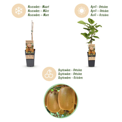 Green boutiQ - Fruit Plant - Actinidia Weiki & Hayward - Kiwi Plant - 1 Male - 1 Female - Plants - Green - Pot 15cm - Height 50cm 