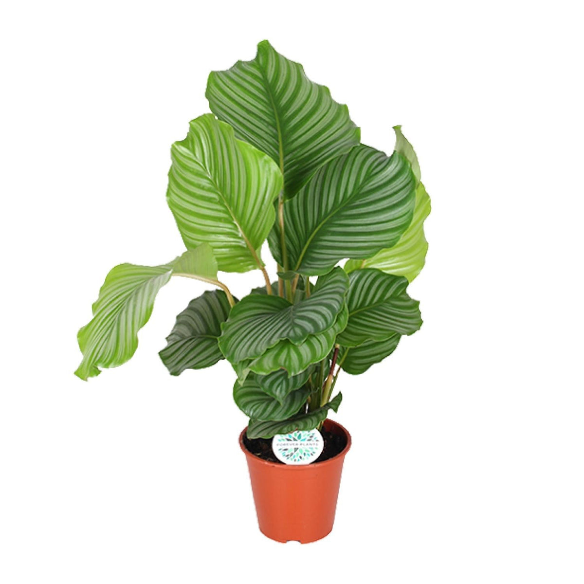 Korbmarante Calathea Orbifolia – Zimmerpflanze – Ø17cm – ↕60cm – Tropische Blattschmuckpflanze mit silbergrünen Mustern – Pflegeleicht & halbschattengeeignet 