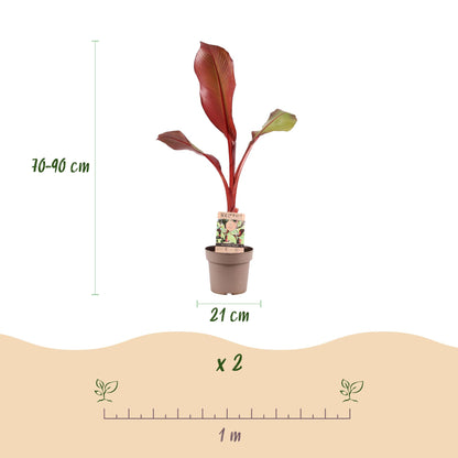 Green boutiQ - Obstpflanze - Musa ensete Maurelli - Bananenbaum - Winterhart - Rot-Grün - 1 Pflanzen - Topf 21cm - Höhe 70-90cm 