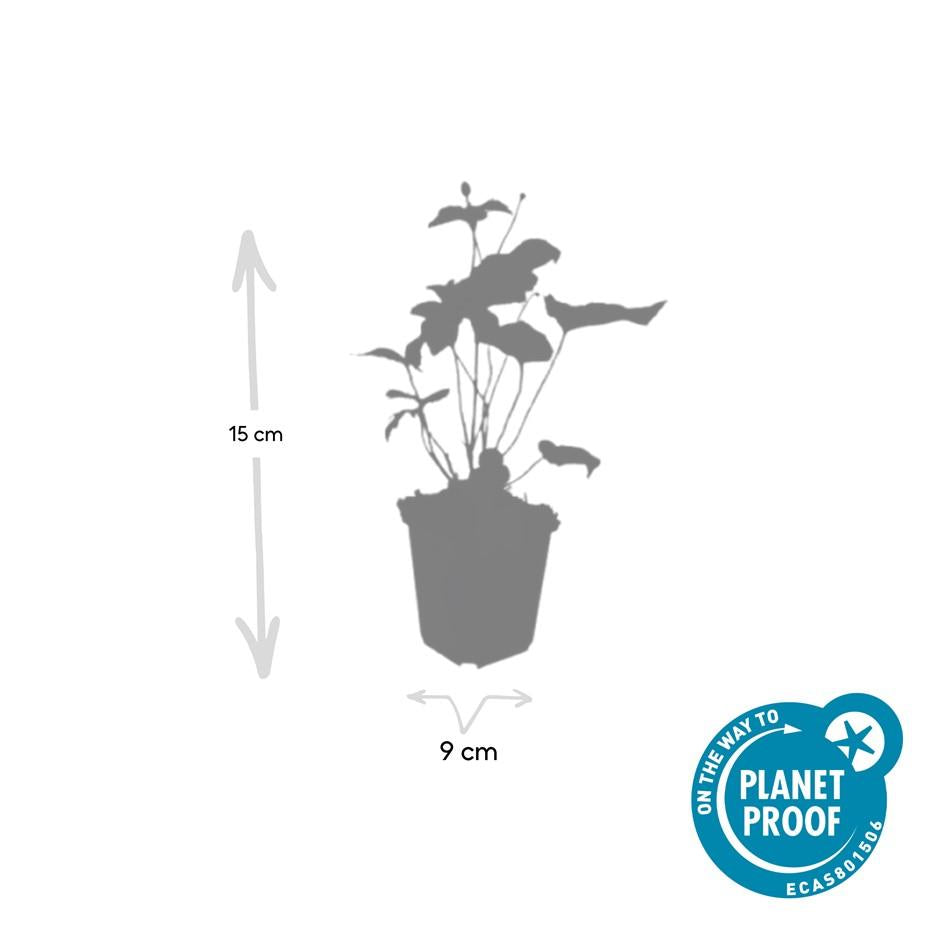 Japan – Herbst – Anemone hyb. 'Honorine Jobert' – ↕10-25cm – Ø9cm – Herbstblüher – Pflegeleicht – Ansicht 23