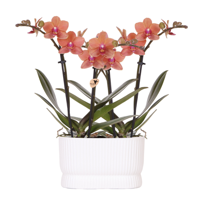 Kolibri Orchids | Orchideen‑Set Diabolo Twin White | zwei orange Bolzano Orchideen Ø9cm 