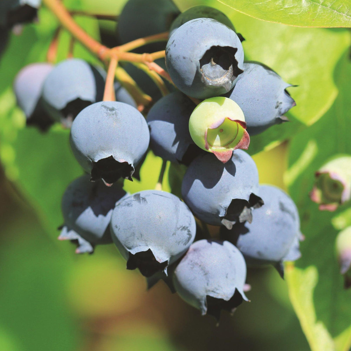 Green boutiQ - Fruit plant - Vaccinium corymbosum Bluecrop - Blueberry - Hardy - Blue Berry - 2 Plants - Pot 15cm - Height 50cm 