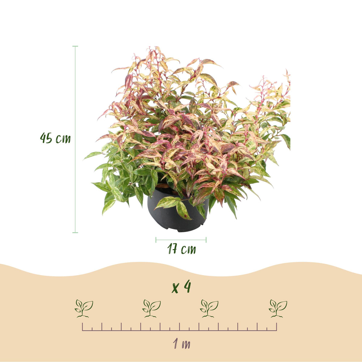 GreenboutiQ - Gartenpflanze - Leucothoe Makijaz - Braun - 1 Pflanze - Immergrün - Wenig Pflege - Topf 17cm Höhe 45cm 