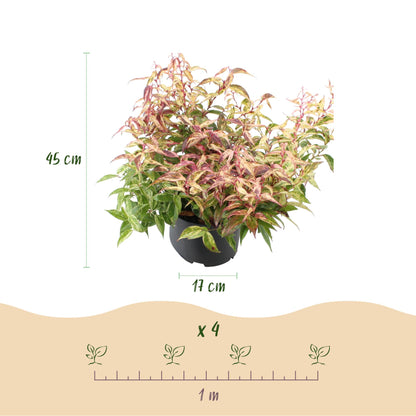 GreenboutiQ - Gartenpflanze - Leucothoe Makijaz - Braun - 1 Pflanze - Immergrün - Wenig Pflege - Topf 17cm Höhe 45cm 