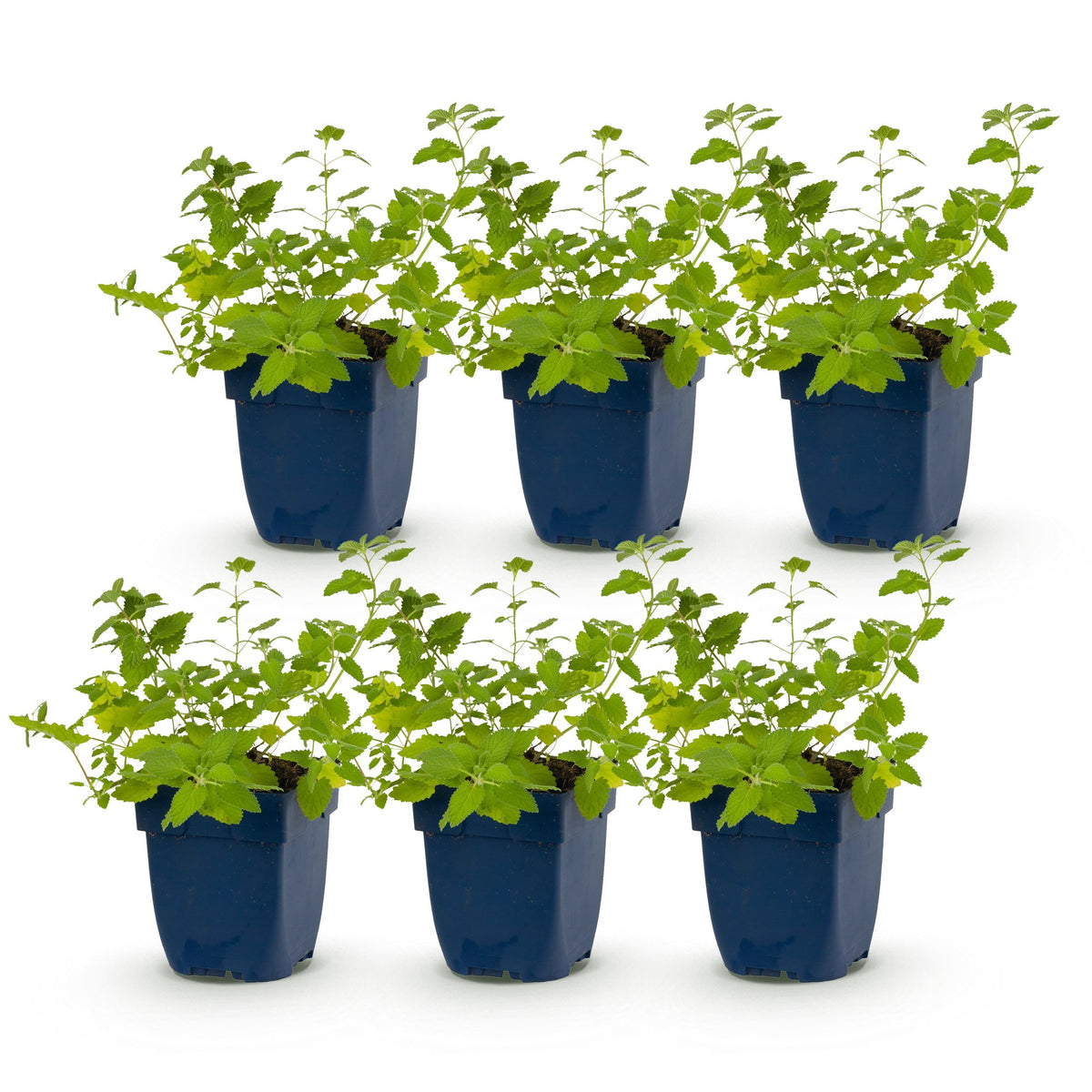 Katzenminze – Nepeta faassenii – Topf Ø11cm – Bienenfreundliche Staude für Garten & Balkon – Ansicht 2