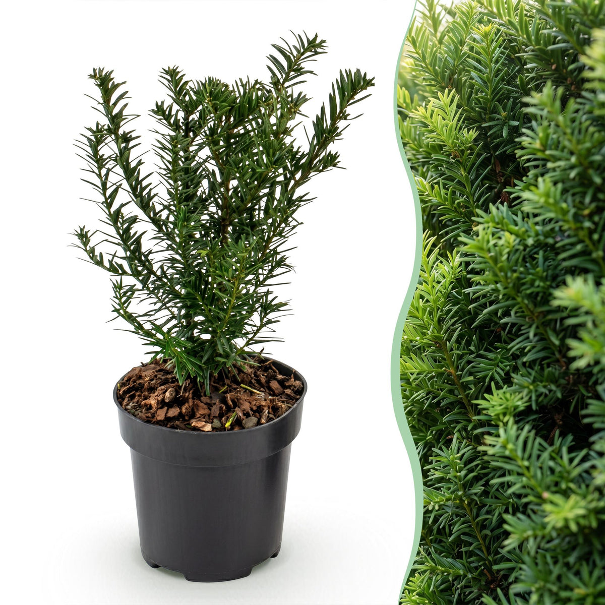 Europäische Eibe – Taxus baccata – 8 Heckenpflanzen – Topf Ø9cm – Höhe 20-30cm – Winterhart & immergrün – Ansicht 3