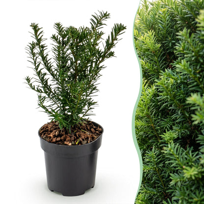 Europäische Eibe – Taxus baccata – 8 Heckenpflanzen – Topf Ø9cm – Höhe 20-30cm – Winterhart & immergrün – Ansicht 3