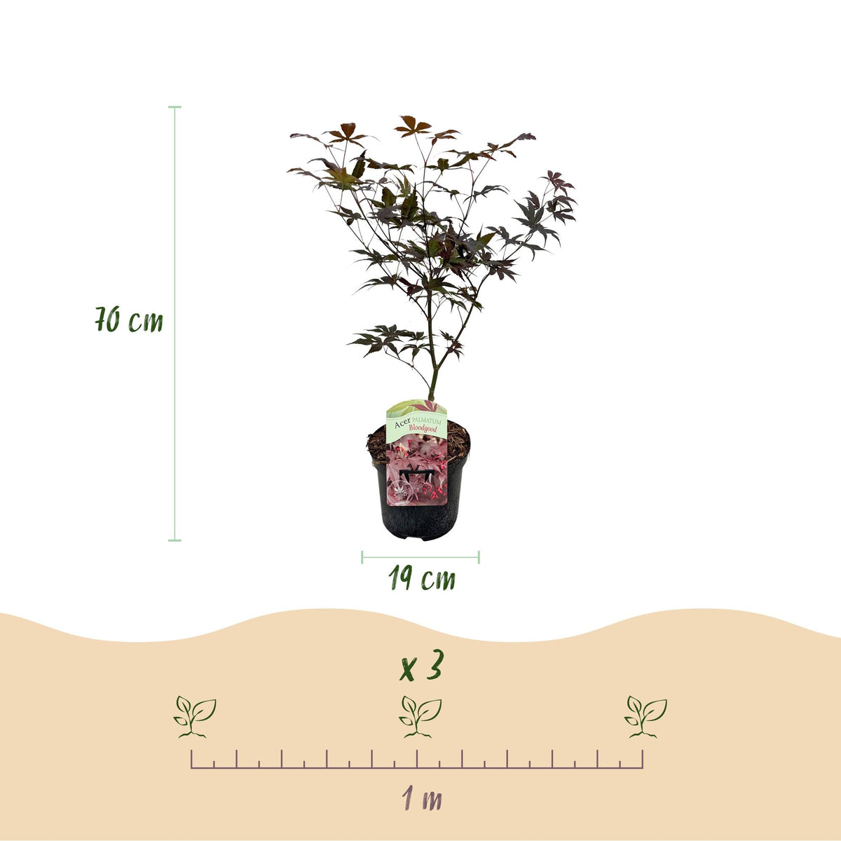 Japanischer Ahorn Acer palmatum Bloodgood – Balkonpflanze – Rot – Laubabwerfend – 19 cm – Ca. 70 cm hoch – Für Beet, Terrasse & Balkon – Auffällige Herbstfärbung 