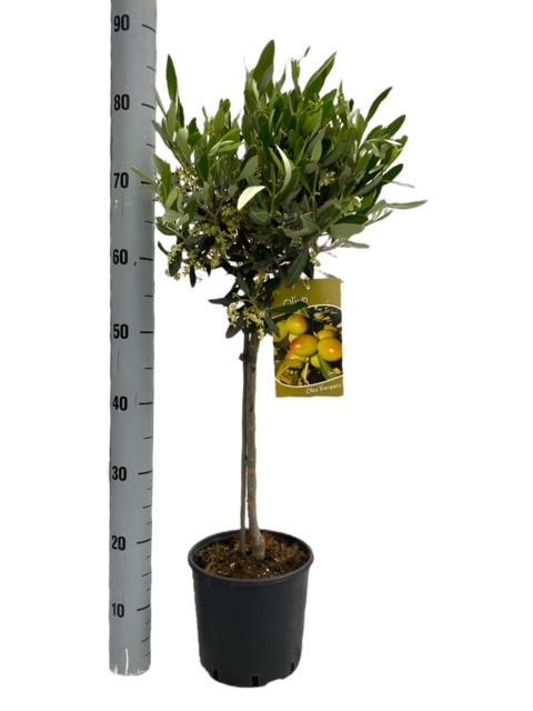 Olivenbaum – Olea Europaea – Zimmer- & Terrassenpflanze – Ø19cm – 90cm hoch – Mediterraner Stammbaum mit Kugelkrone – Für drinnen & draußen 