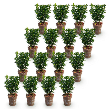 Pfaffenhütchen – Euonymus japonicus 'Green Spire' – 16 Heckenpflanzen – Topf Ø9cm – Höhe 20-25cm – Ansicht 2
