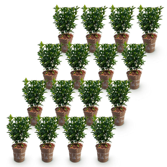 Pfaffenhütchen – Euonymus japonicus 'Green Spire' – 16 Heckenpflanzen – Topf Ø9cm – Höhe 20-25cm – Ansicht 2