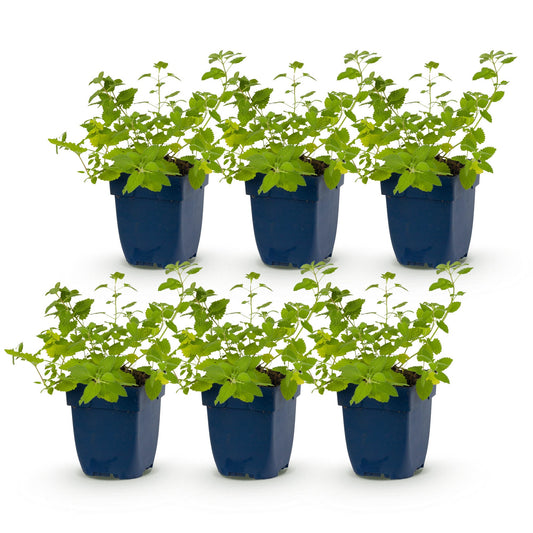 Katzenminze 'Six Hills Giant' – Nepeta faassenii 'Six Hills Giant' – Topf Ø11cm – Ansicht 2