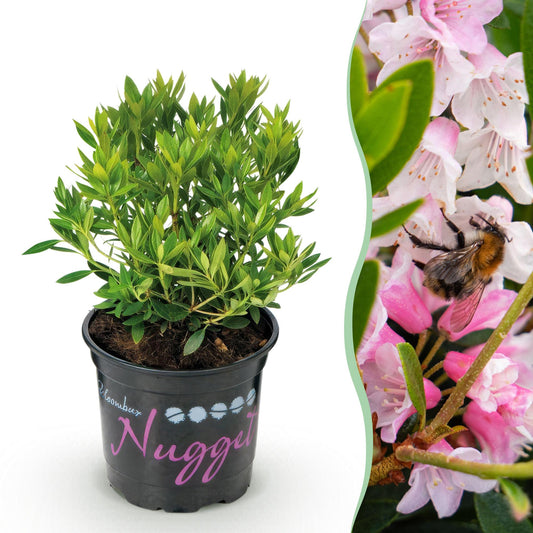 Green boutiQ - Zwerg-Rhododendron - Rhododendron Bloombux Light Pink - Blühender Buchsbaum - Wenig Pflege - Hellrosa Blüte - 1 Pflanze - Topf 10,5cm - Höhe 20-25cm 