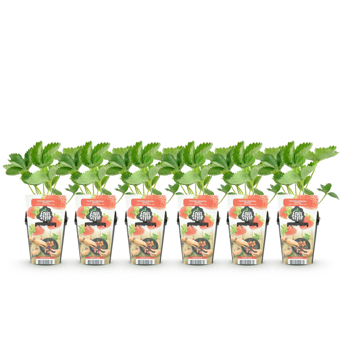 Erdbeere Fragaria Maxim winterhart 3 Pflanzen Ø9cm Höhe30cm – Rote Erdbeere für Beet Balkon & Topf – Pflegeleichte Obstpflanz